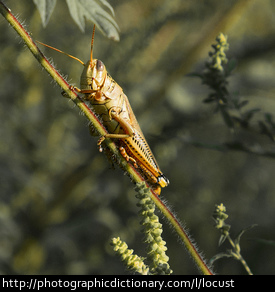 Photo of a locust