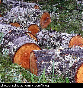 Photo of logs