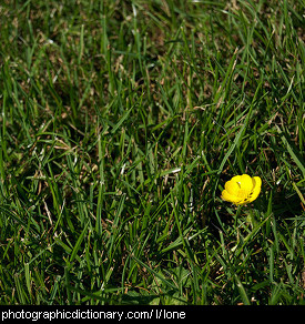 Photo of a lone flower