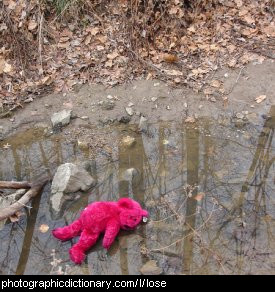 Photo of a lost teddy bear