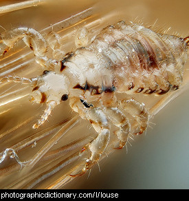 Photo of a louse