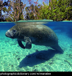 Define Manatee