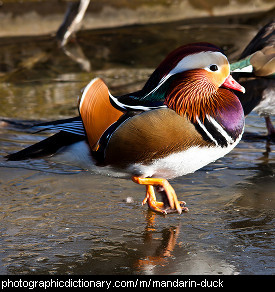 Photo of a mandarin duck