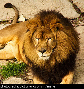 Photo of a lion's mane