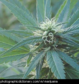 Photo of a flowering marijuana plant