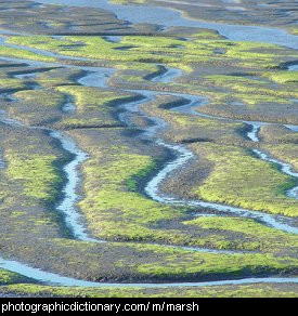 Photo of a marsh