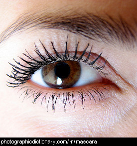 Photo of someone wearing mascara.