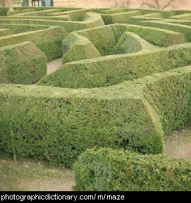 Photo of a hedge maze