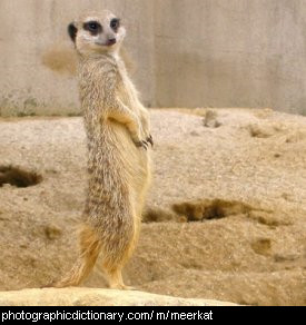 Photo of a meerkat