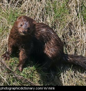 Photo of an American mink