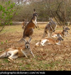 Photo of a mob of kangaroos