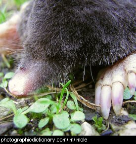 Photo of a mole