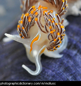 Photo of a sea slug