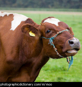 Photo of a cow mooing