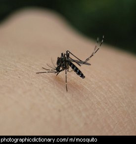 Photo of a mosquito