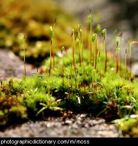 Photo of moss