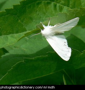 Photo of a white moth