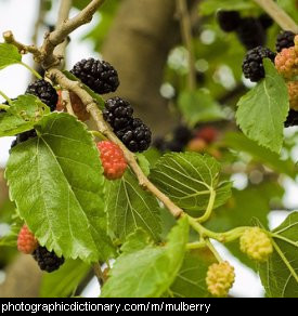 Photo of mulberries