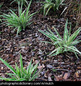 Photo of some mulched plants.