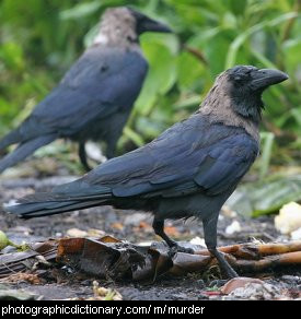 Photo of a group of crows