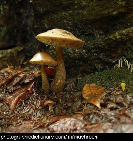 Photo of some mushrooms