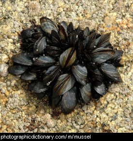 Photo of mussels on a rock