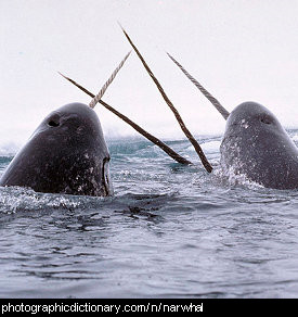 Photo of narwhals