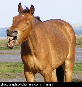 Photo of a horse neighing.