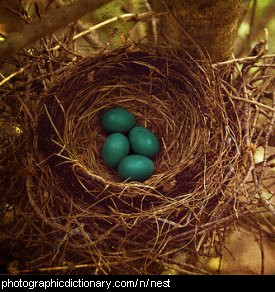 Photo of a birds nest