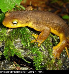 Photo of a newt