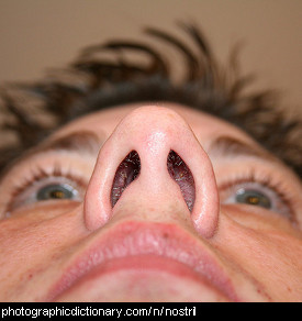 Photo of nostrils