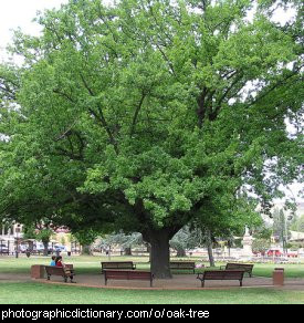 Photo of an oak tree