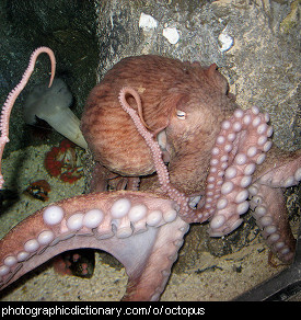Photo of an octopus