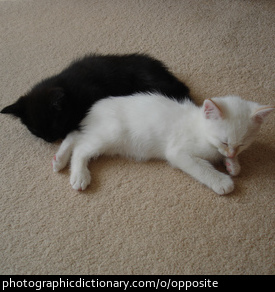 Photo of a black and a white kitten