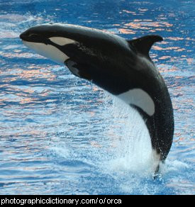 Photo of an orca