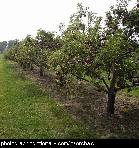 Photo of a fruit orchard
