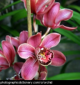Photo of orchid flowers