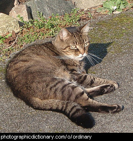 Photo of an ordinary tabby cat