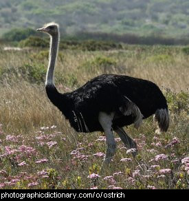 Photo of an ostrich