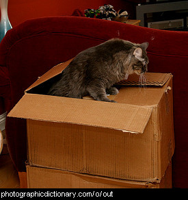 Photo of a cat getting out of a box