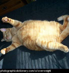Photo of a fat cat