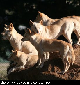 Photo of a pack of dogs