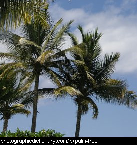 Photo of a palm tree