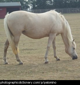 Photo of a palomino horse