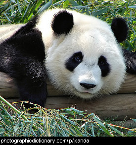 Photo of a panda