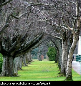 Photo of trees in a park