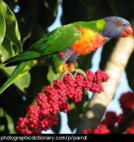 Photo of a parrot