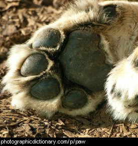 Photo of a lion's paw