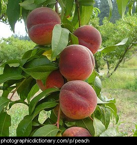 Photo of peaches