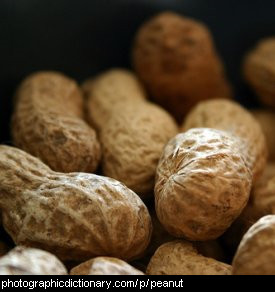 Photo of peanuts in their shells